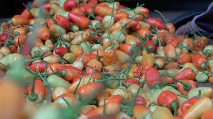 CABAI KEDIRI - Para petani cabai di Kabupaten Kediri kini tak lagi sepenuhnya bergantung pada tengkulak untuk memasarkan hasil panennya. Lewat kemitraan langsung dengan Pasar Sayur Induk Pare dan dukungan dari Asosiasi Petani Cabai Indonesia (APCI) Kabupaten Kediri, sistem distribusi dan pengendalian harga menjadi lebih terkendali.