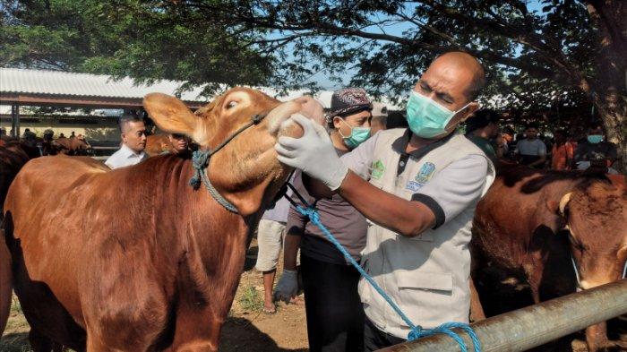 Tim Dokter Hewan Dinas Ketahanan Pangan dan Peternakan Kabupaten Madiun, tengah mengecek kondisi kulit, mata, mulut, hingga gigi pada hewan kurban jelang Hari Raya Idul Adha, Pasar Bajulan, Kecamatan Saradan, Rabu pagi (29/5/2024)
