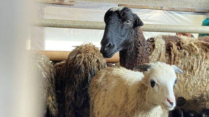 Seorang gadis terpukul kambing peliharaannya mendadak disita dan disembelih. Keluarga pun mengajukan gugatan terhadap dua orang dari peternakan.