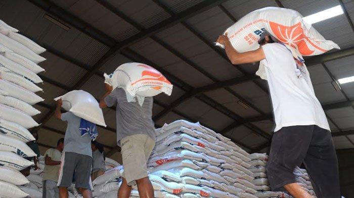 Musim Panen Padi, Harga Beras di Banyuwangi Berangsur Turun, Bulog Mulai Serap Hasil Panen Petani