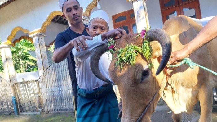 KURBAN DIHIAS - Sapi kurban di Lingkungan Papring, Kelurahan/Kecamatan Kalipuro, Kabupaten Banyuwangi diperlakukan secara khusus sebelum disembelih saat Hari Raya Idul Adha, Jumat (6/6/2025). Tradisi ini sudah berlangsung secara turun temurun.