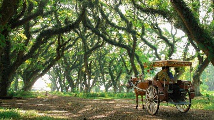 Harga Tiket Masuk De Djawatan, Tempat Wisata Hits Banyuwangi untuk Liburan  Akhir Pekan, Cek! - Halaman all - Tribunjatim.com