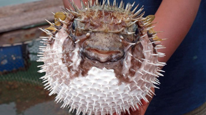 Ikan buntek atau ikan buntal
