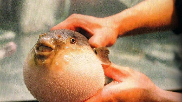 Ikan Fugu