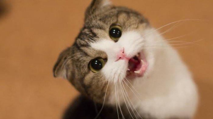 Ilustrasi kucing