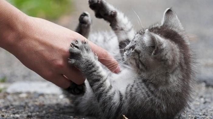 Ilustrasi kucing
