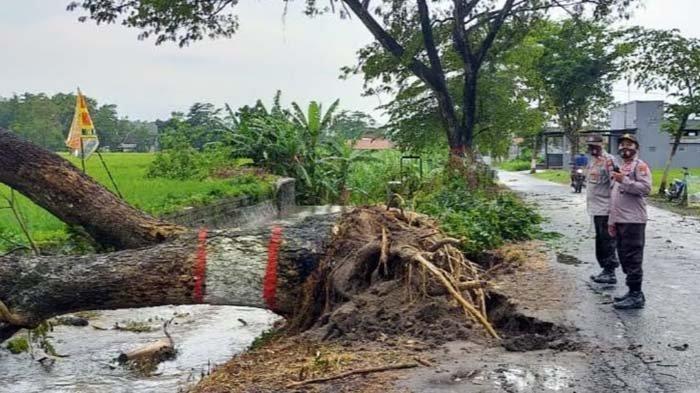 Pohon tumbang akibat diterjang angin kencang di Jalan Sumba, Kota Blitar, Selasa (2/3/2021).