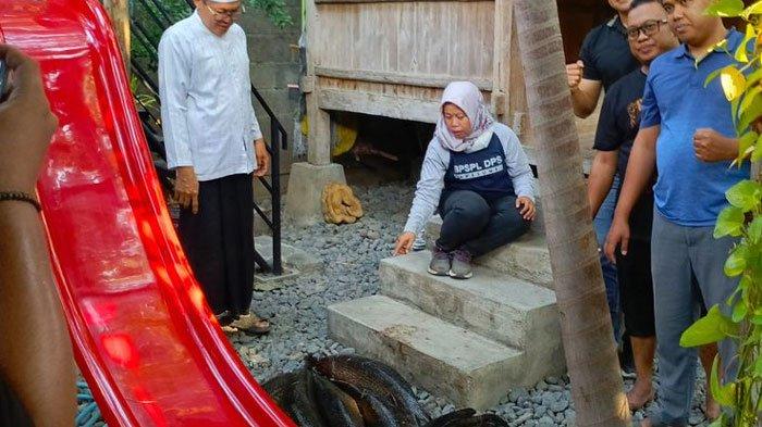 Potret pemusnahan ikan aligator gar di Kabupaten Situbondo, Kamis (19/9/2024).