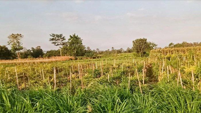 Terapkan Pola Tanam Tumpang Sari dan Tumpang Gilir, Petani di Kediri