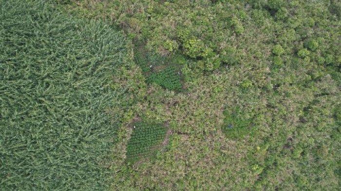 KLARIFIKASI - Tangkapan gambar dari udara yang menunjukkan lokasi penemuan ganja di blok Pusung Duwur, Desa Argosari, Kecamatan Senduro, Lumajang Jawa Timur. TNBTS mengkonfirmasi lokasi itu jauh dari lokasi wisata.