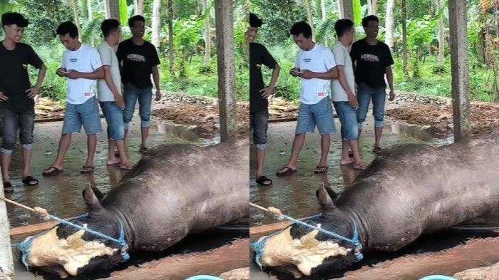 SAPI KURBAN PRABOWO - Potret sapi kurban Presiden Prabowo Subianto yang mendadak mati, Kamis (15/5/2025) pagi. Sapi tersebut akan disembelih di Sulawesi Barat saat Idul Adha 2025 mendatang.
