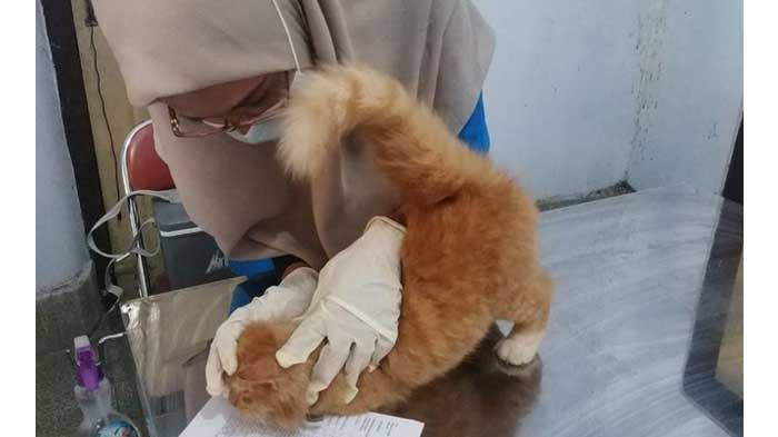 Petugas kesehatan memberikan vaksin rabies kepada kucing peliharaan milik warga Trenggalek dalam kegiatan vaksinasi rabies gratis, yang digelar Dinas Pertanian dan Pangan Kabupaten Trenggalek bersama PDHI Jatim IX, Senin (27/9/2021).