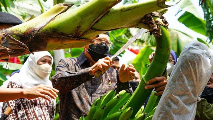 Ponorogo Gemparkan Dunia Perpajakan: Pisang Cavendish Jadi Alat Pembayaran PBB di Desa Bringinan!