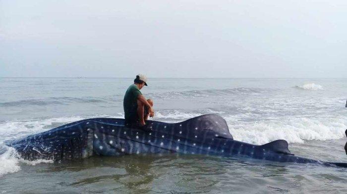 warga setempat berswafoto di atas punggung hiu tutul yang terdampar di pantai Dusun Bakong, Desa Batukerbuy, Kecamatan Pasean, Kabupaten Pamekasan, Madura, Jumat (2/2/2024).