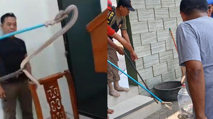 Mimbar Masjid Tuban Disatroni Kobra, Jemaah Salat Jumat Panik