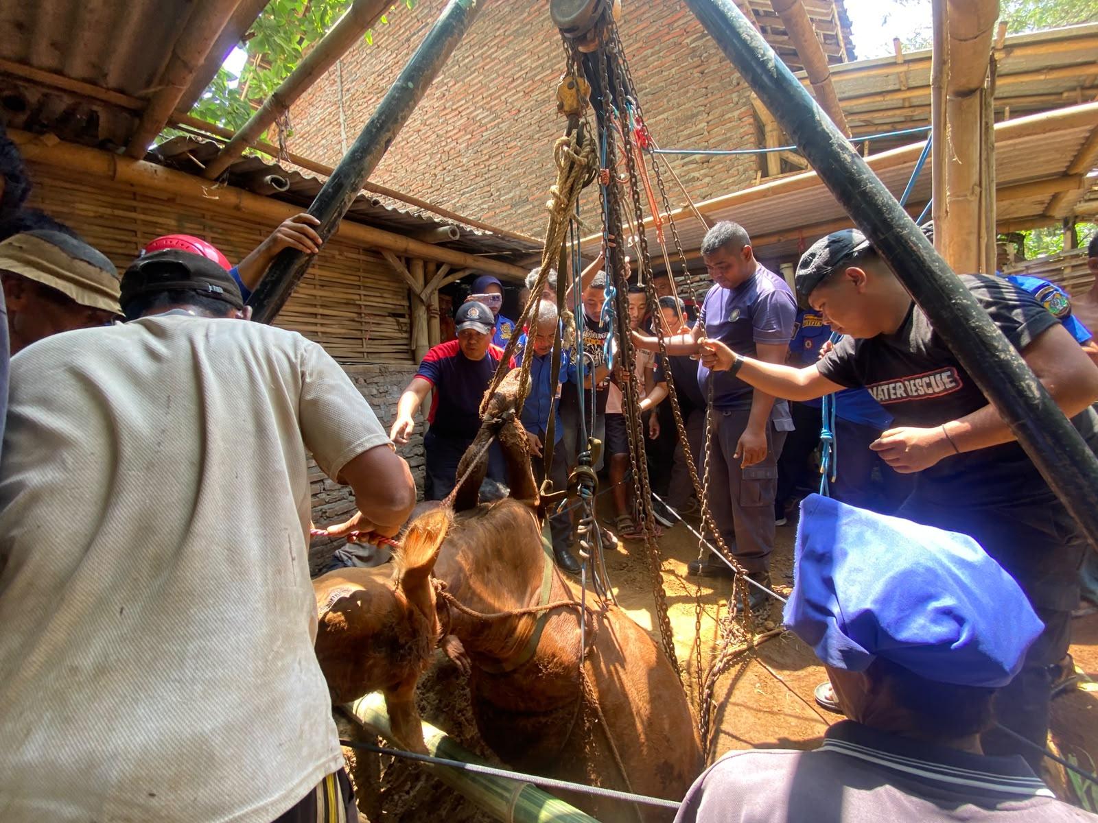 Detik-detik Sapi Limosin 2 Kuintal Masuk Septic Tank di Bondowoso