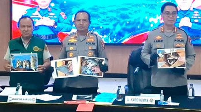 Aksi Penyelundupan Sirip Hiu Senilai Ratusan Juta di Maumere Dibongkar