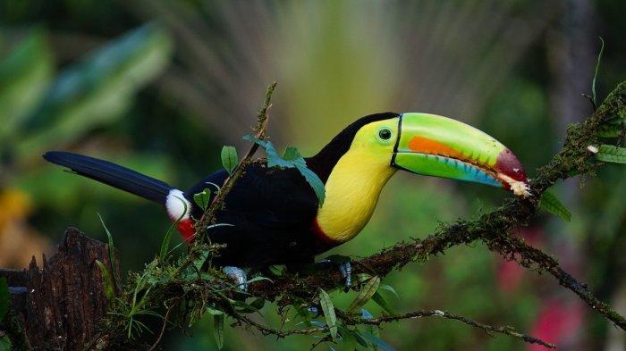 4 Arti Mimpi Burung Toco Toucan Menurut Primbon, Ini Pertanda Apa?