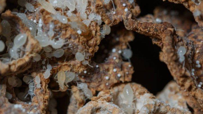 6 Arti Mimpi Semut Putih Menurut Primbon Jawa, Melambangkan Persatuan, Ketekunan dan Produktivitas