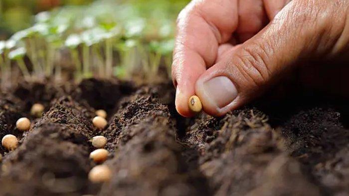 10 Arti Mimpi Menanam Bibit Bunga Matahari, Bibit Bawang Merah, Apakah Kesuksesan Segera Menjemput? 