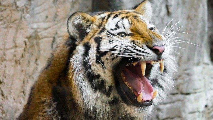 5 Arti Mimpi Tentang Harimau Secara Spiritual, Anda Takut Hadapi Realita Masa Depan

