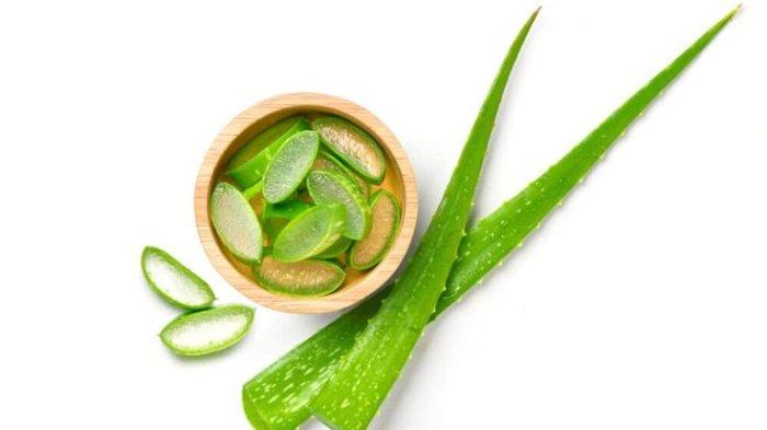 Aloe vera yang memiliki fungsi untuk menenangkan kulit sensitif.