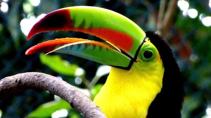 4 Arti Mimpi Burung Toco Toucan Menurut Primbon, Ini Pertanda Apa?