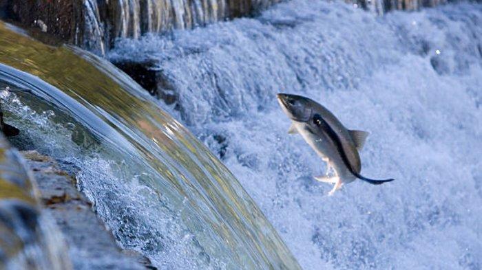 6 Arti Mimpi Ikan Loncat Keluar dari Air Menurut Primbon, Hadapi Babak Baru hingga Tantangan