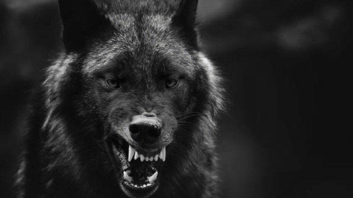 Arti Mimpi Manusia Serigala Menurut Primbon, Bisa Jadi Pertanda Baik dan Buruk