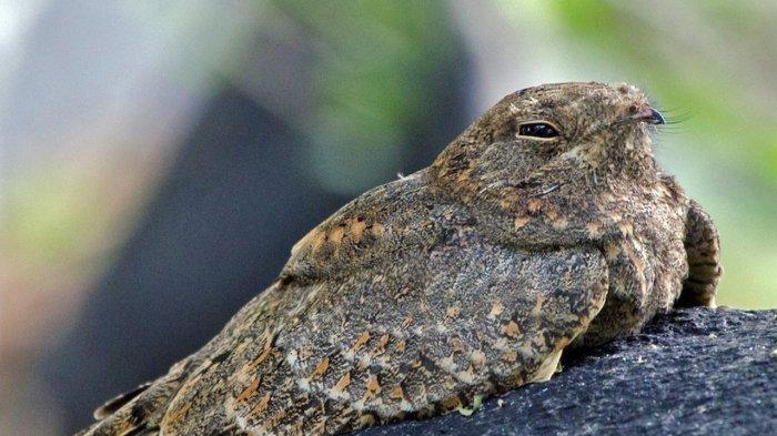 24 Arti Pertanda Burung Cuit di Pagi dan Malam Hari Menurut Waktunya Menurut Primbon Jawa