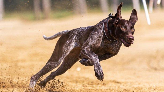 9 Arti Mimpi Anjing Hitam Menurut Islam, Ternyata Tak Melulu Pertanda Buruk
