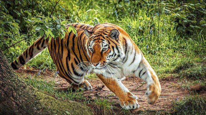 Tafsir Mimpi Lengkap Bertemu dengan Harimau - Tribunjogja.com