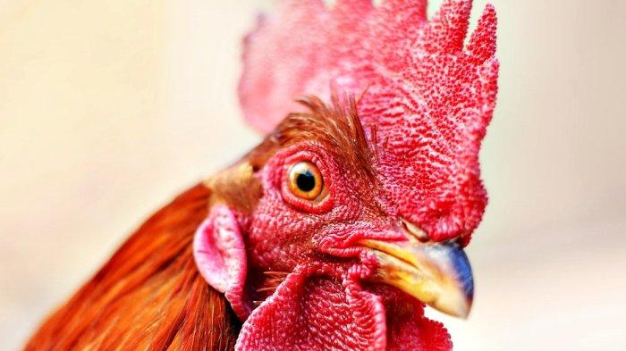 Arti mimpi punya ayam jago atau ayam jantan menurut Primbon Jawa