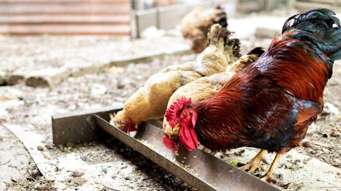 Arti mimpi tentang ayam menurut Primbon Jawa