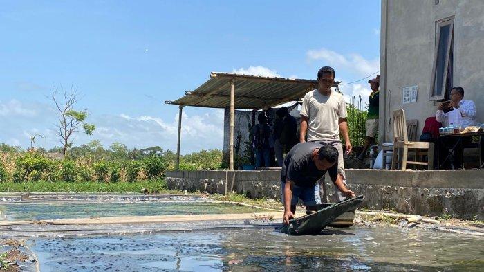 Budidaya cacing sutra Mina Rembaka sedang menjaring cacing sutra di Sorobayan, Kalurahan Gadingsari, Kapanewon Sanden, Kabupaten Bantul, Rabu (30/10/2024).