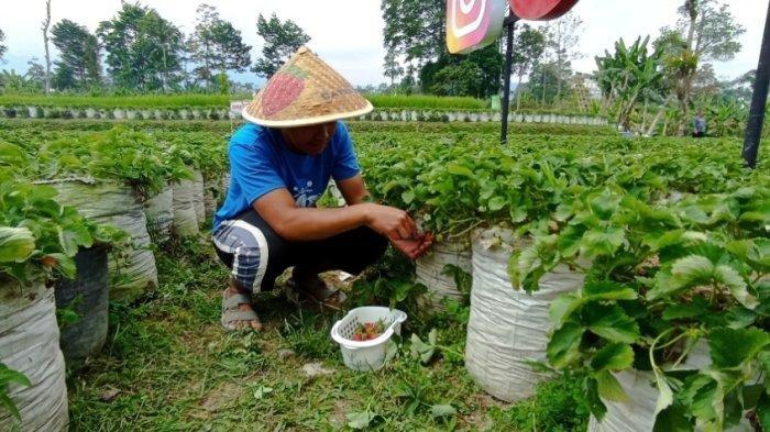 Sosok Gusman Oktavian pemuda asal Wonosobo yang sukses bertani stroberi dan kembangkan wisata petik buah, Selasa (5/9/2023).
