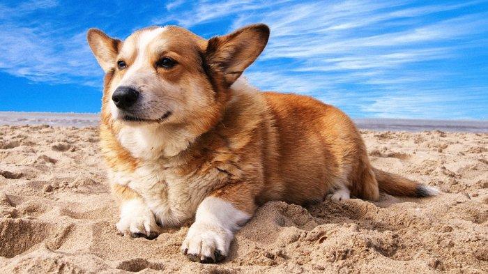 Cara menghitung usia anjing, cara konversi usia anjing ke usia manusia