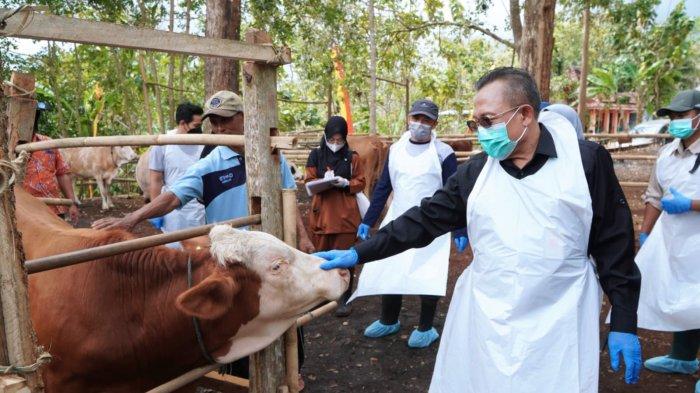 Jenis-jenis dan gejala antraks pada manusia. FOTO: Dirkesmavet Kementan RI, Syamsul Ma'arif (kanan) saat meninjau ternak di Padukuhan Kropyak, Candirejo, Semanu, Kamis (13/07/2023).