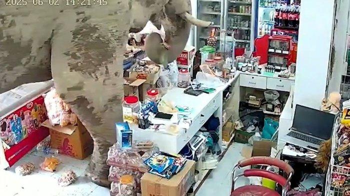 Gajah " Plai Biang Lek " Palak Warung Kelontong di Thailand - Halaman ...