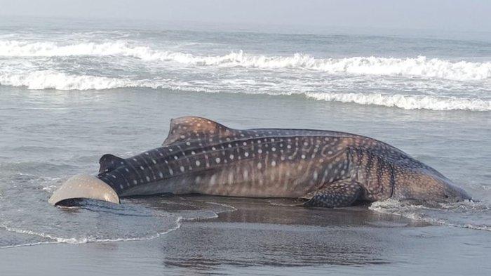 Proses evakuasi bangkai ikan hiu tutul di tepi pantai Selatan Kalurahan Garongan, Kapanewon Panjatan, Kabupaten Kulon Progo, Daerah Istimewa Yogyakarta.