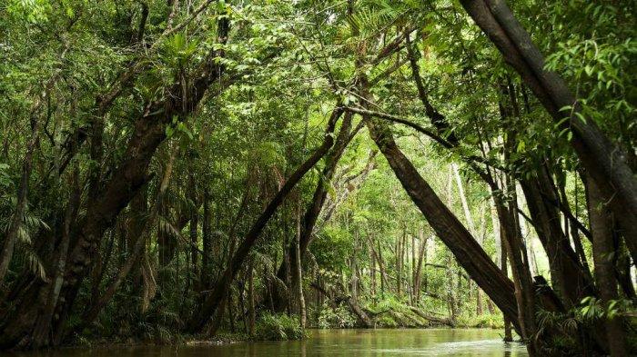 Hutan Amazon, Amerika Selatan