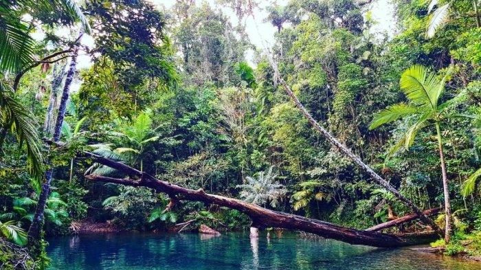 Hutan Daintree, Australia