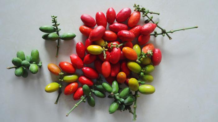 ILUSTRASI FOTO Buah Melinjo