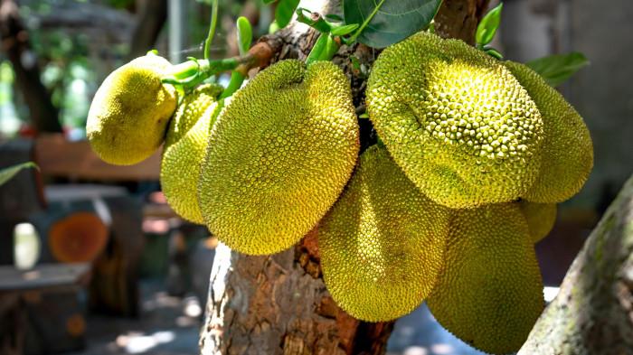 ILUSTRASI FOTO : Buah nangka di pohon