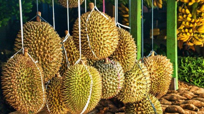 Ilustrasi Foto Durian Foto Duren