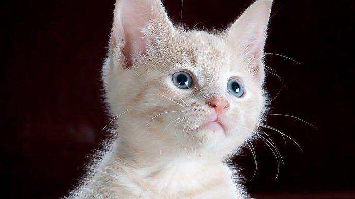 Ilustrasi kucing yang melihat sesuatu yang menarik atau mengancam dirinya