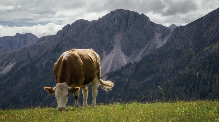 sapi