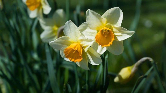 Ilustrasi tanaman di bawah sinar matahari