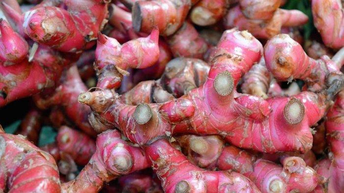 Ilustrasi jahe merah