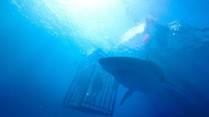 SINOPSIS Film 47 Meters Down di Bioskop Trans TV Sabtu 11 November 2023, Terperangkap sama Hiu